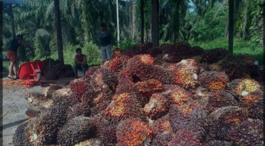 Alami Kenaikan Harga, Berikut Penjelasan Kadisbun Provinsi Riau